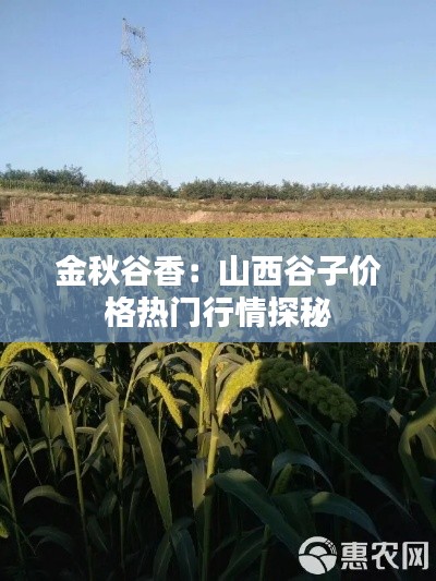 金秋谷香:山西谷子价格热门行情探秘
