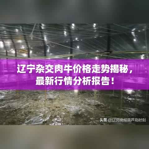 辽宁杂交肉牛价格走势揭秘,最新行情分析报告!