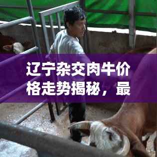 辽宁杂交肉牛价格走势揭秘,最新行情分析报告!