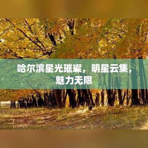 哈尔滨星光璀璨,明星云集,魅力无限