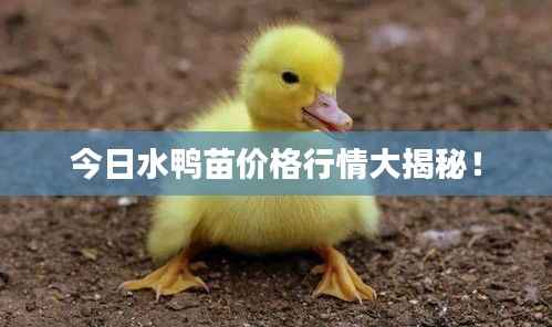 今日水鸭苗价格行情大揭秘！