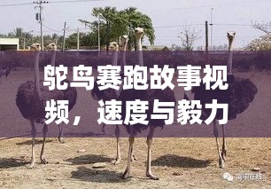鸵鸟赛跑故事视频,速度与毅力的极限挑战!