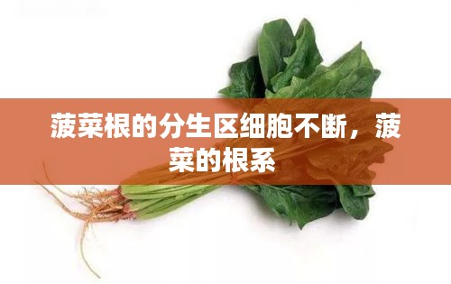 菠菜根的分生区细胞不断,菠菜的根系